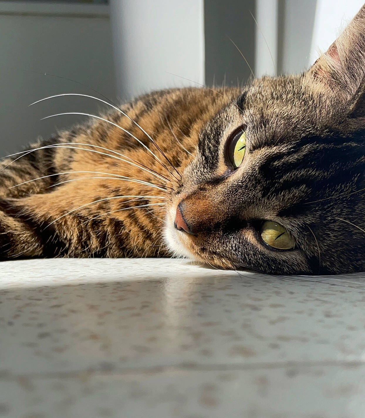 Saya a rejoint le concours — aidez-le/la à gagner de superbes lots ! brown, carnivore, cat, claw, comfort, domestic_short_haired_cat, felidae, fur, paw, sitting, small_to_medium_sized_cats, snout, terrestrial_animal, whiskers, wildlife, wood