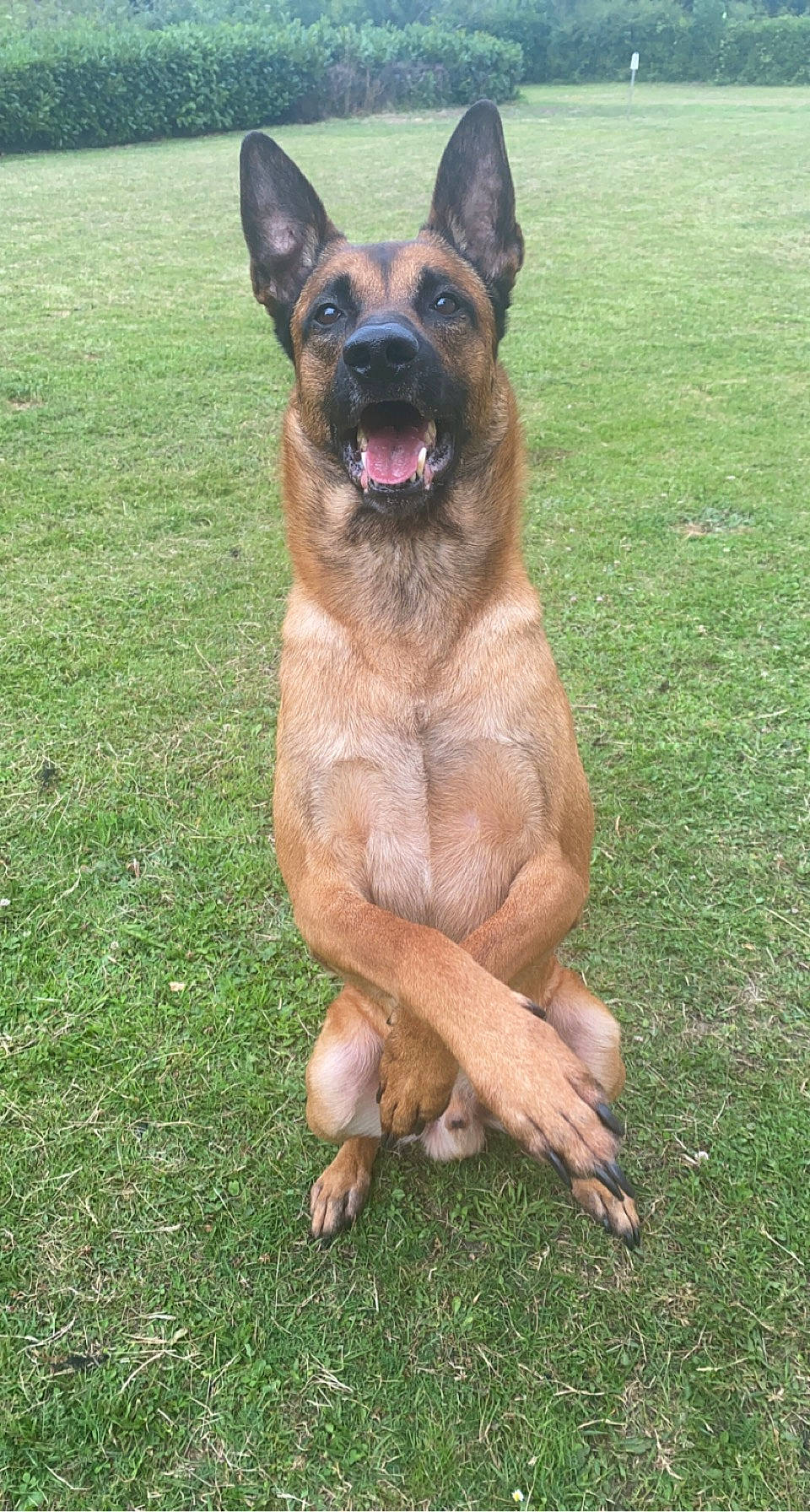 Oslo a rejoint le concours — aidez-le/la à gagner de superbes lots ! biting, canidae, carnivore, collar, companion_dog, dog, dog_breed, eye, fawn, german_shepherd_dog, grass, guard_dog, liver, plant, snout, sporting_group, terrestrial_animal, whiskers, working_animal, working_dog