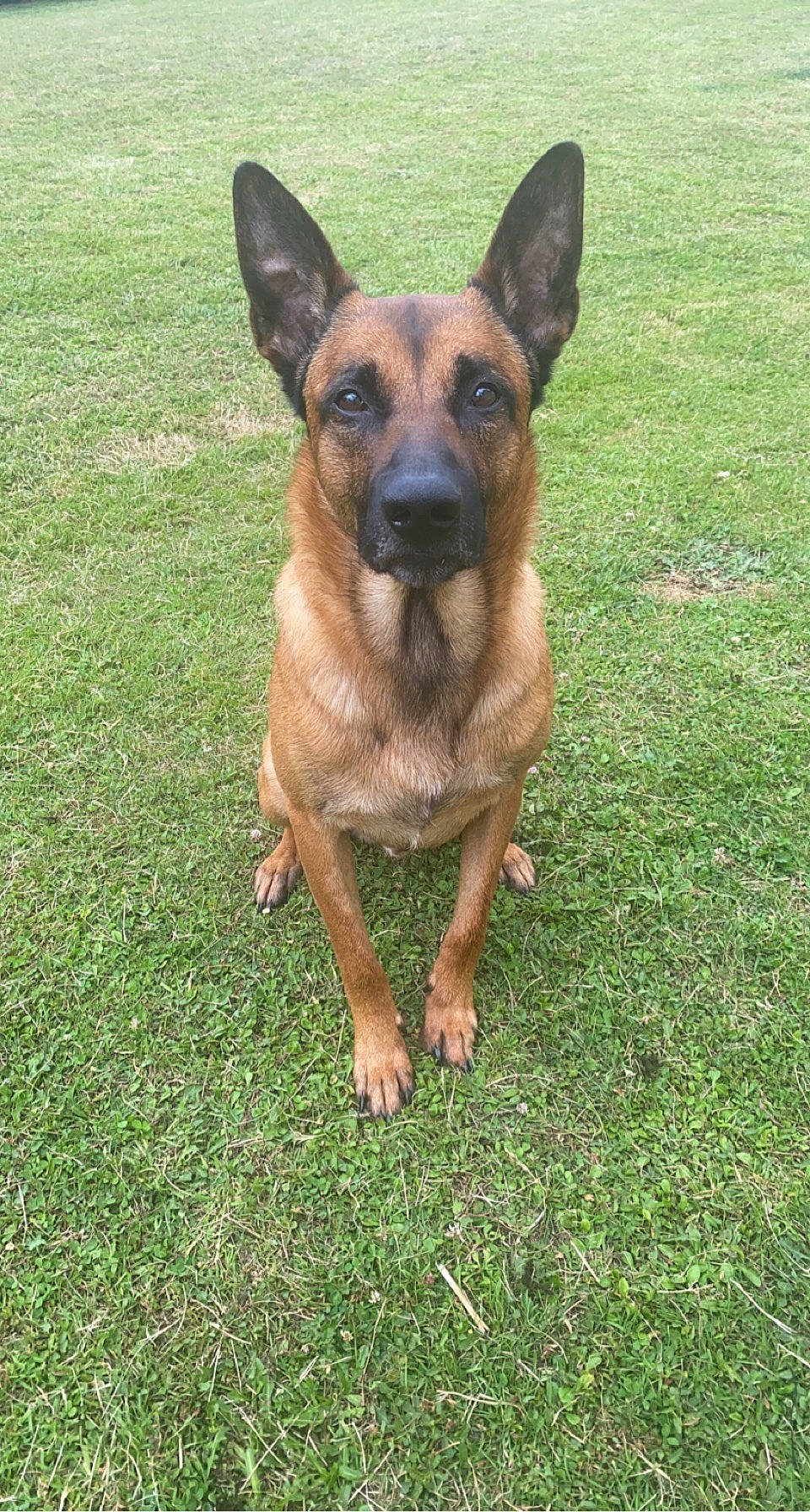 Oslo a rejoint le concours — aidez-le/la à gagner de superbes lots ! canidae, carnivore, companion_dog, dog, dog_breed, fawn, fur, german_shepherd_dog, grass, herding_dog, plant, snout, sporting_group, terrestrial_animal, whiskers, working_animal, working_dog