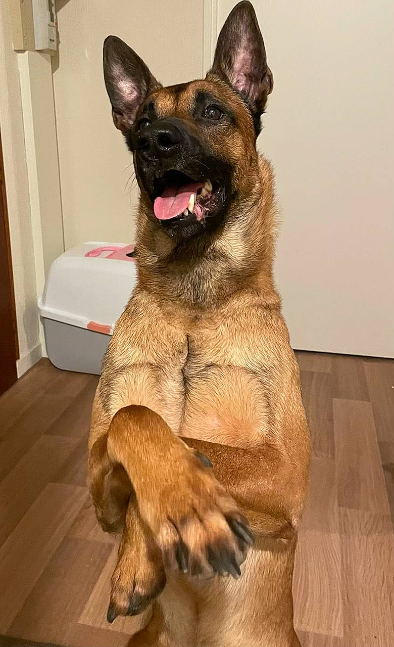 Oslo participe au concours pour gagner de l'argent avec cette photo : brown, carnivore, collar, companion_dog, dog, dog_breed, door, east_european_shepherd, fawn, flooring, fur, german_shepherd_dog, hardwood, king_shepherd, liver, snout, whiskers, wood, working_animal, working_dog