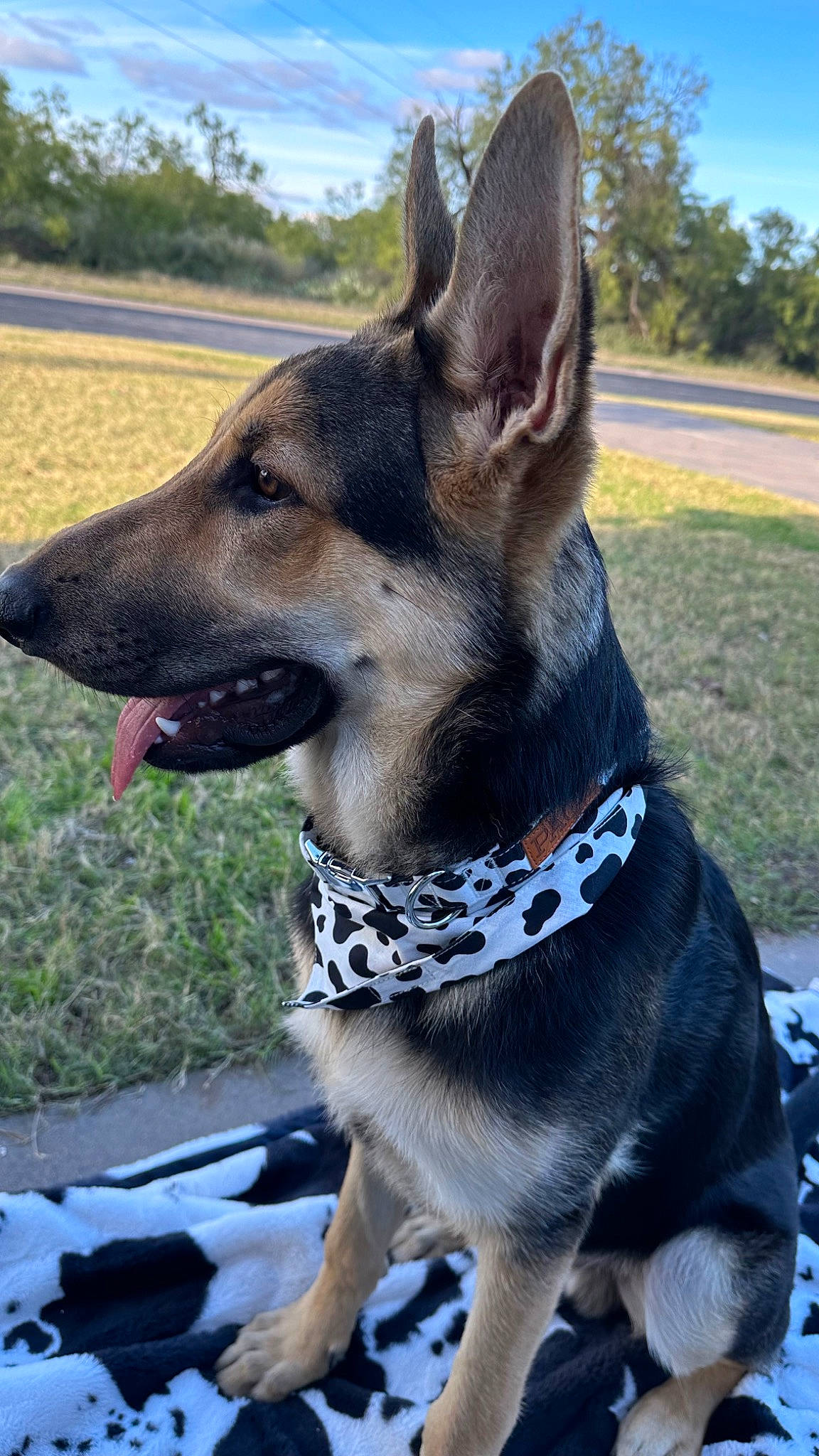 Cash joined the competition — help win amazing prizes! canidae, carnivore, cloud, collar, companion_dog, dog, dog_breed, dog_collar, dog_supply, fawn, herding_dog, pet_supply, sky, snout, sporting_group, terrestrial_animal, tree, whiskers, working_animal, working_dog