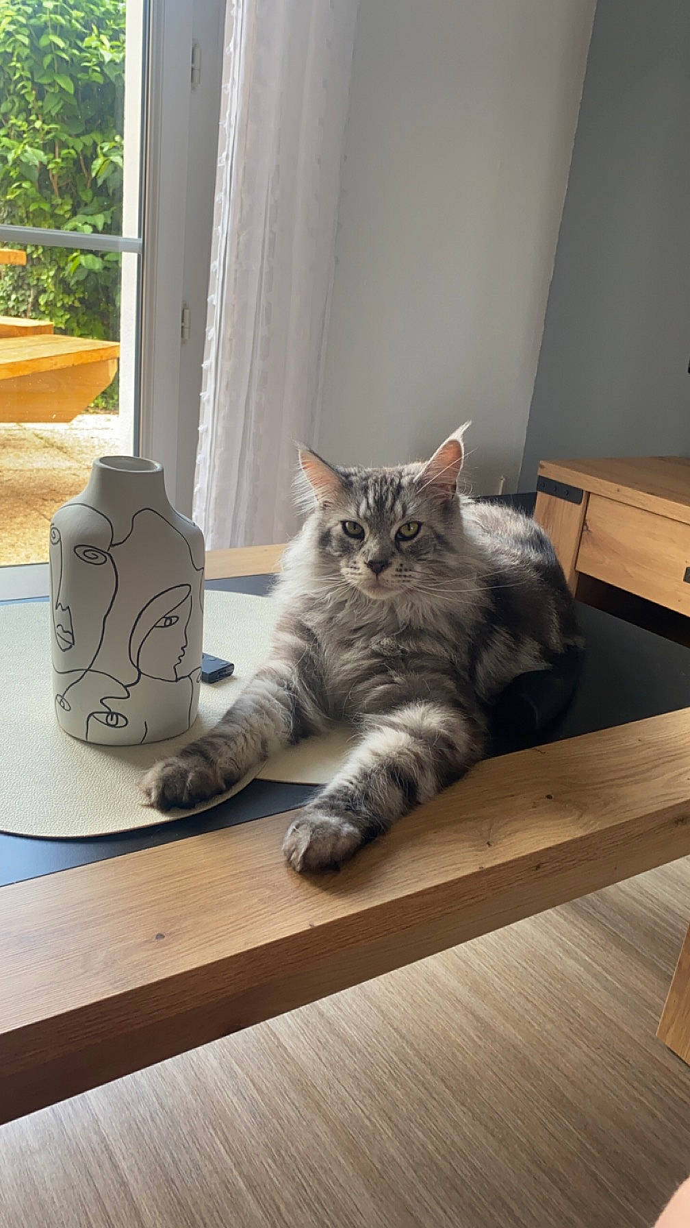 Taïko a rejoint le concours — aidez-le/la à gagner de superbes lots ! carnivore, cat, comfort, domestic_short_haired_cat, felidae, flooring, fur, grey, hardwood, laminate_flooring, paw, plant, room, small_to_medium_sized_cats, table, tail, whiskers, window, wood, wood_flooring