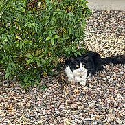Luna Bell is registered to the contest to win money with this photo: alert, animal, black_and_white, bush, cat, collar, daylight, fur, gravel, greenery, ground, nature, outdoor, pet, quiet, sitting, small_rock, tail, whiskers, yellow_eyes