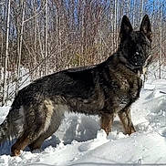 Kai joined the competition — help win amazing prizes! dog, german_shepherd, snow, winter, outdoor, animal, forest, trees, nature, canine, fur, pet, cold, daytime, standing, muzzle, ears, wildlife, landscape, snowy