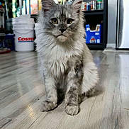 Ekko joined the competition — help win amazing prizes! cat, fluffy, gray, white, indoor, floor, wooden_floor, sitting, pet, animal, ears, eyes, shelf, container, bucket, household, background, furniture, gaze, domestic