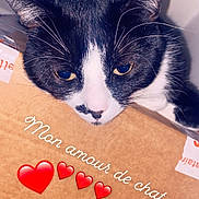 Chanel a rejoint le concours — aidez-le/la à gagner de superbes lots ! cat, black_and_white, pet, indoor, cardboard_box, face, whiskers, ears, resting, close_up, sleepy, cute, feline, animal, love, text_overlay, heart_emoji, domestic_cat, portrait, relaxed