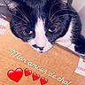 cat, black_and_white, pet, indoor, cardboard_box, face, whiskers, ears, resting, close_up, sleepy, cute, feline, animal, love, text_overlay, heart_emoji, domestic_cat, portrait, relaxed