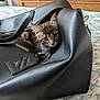 Luca is registered to the contest to win money with this photo: kitten, cat, black_leather_bag, bedspread, floral_pattern, curious, indoor, pet, animal, fur, ears, whiskers, closeup, resting, zipper, tag, soft_light, home, furniture, cute