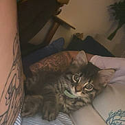 Luca is registered to the contest to win money with this photo: kitten, cat, tabby, tattoo, striped_shirt, couch, pillow, indoor, pet, animal, feline, relaxed, curious, person, arm, living_room, home, cozy, resting, closeup