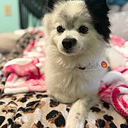 Jonas is registered to the contest to win money with this photo: bed, bedroom, black_and_white, blanket, bokeh_background, close_up, collar, curious_expression, cute, dog, fluffy, fur, indoor, leopard_print, paw, pet, pink_blanket, portrait, pumpkin_charm, small_dog