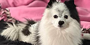 Jonas is registered to the contest to win money with this photo: bed, bedding, black_fur, blanket, cozy, dog, ears, eyes, fluffy, fur_texture, indoor, nose, paws, pet, pink_blanket, pomeranian, portrait, relaxed, sitting, white_fur