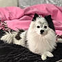 bed, bedding, black_fur, blanket, cozy, dog, ears, eyes, fluffy, fur_texture, indoor, nose, paws, pet, pink_blanket, pomeranian, portrait, relaxed, sitting, white_fur