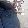 dog, puppy, black_and_white, concrete, pavement, shadow, sunlight, outdoor, pet, animal, lying_down, ears, small_dog, daylight, resting, cute, canine, fur, young, side_view