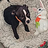 puppy, dog, pet_bed, fluffy, black_and_white, orange_collar, plush_toy, bunny, carrot, cute, indoor, resting, animal, young_dog, soft_texture, toy, floor, home, comfort, cozy