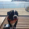 Aika a rejoint le concours — aidez-le/la à gagner de superbes lots ! dog, black_and_white, orange_collar, wooden_decking, leash, waterfront, calm_water, railing, trees, clear_sky, daylight, outdoor, pet, canine, curious, close_up, sunlight, bench, nature, relaxing