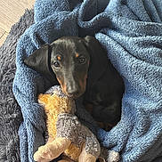 Aristote a rejoint le concours — aidez-le/la à gagner de superbes lots ! dog, dachshund, puppy, blanket, blue_blanket, plush_toy, stuffed_animal, cozy, bed, pet, snuggling, looking_up, indoor, wood_floor, furry, eyes, nose, ears, resting, black_and_tan