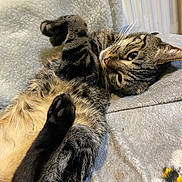 Roy is registered to the contest to win money with this photo: animal, cat, closeup, cozy, cute, domestic, feline, fur, indoor, lying_down, mammal, paw, pet, relaxed, resting, sleepy, soft_blanket, striped, tabby_cat, whiskers