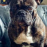 Sky a rejoint le concours — aidez-le/la à gagner de superbes lots ! alert, animal, brindle, canine, companion, cute, dog, domestic, ears_up, french_bulldog, furniture, home, indoor, leather_couch, looking_at_camera, pet, portrait, sitting, small_dog, vintage_radio