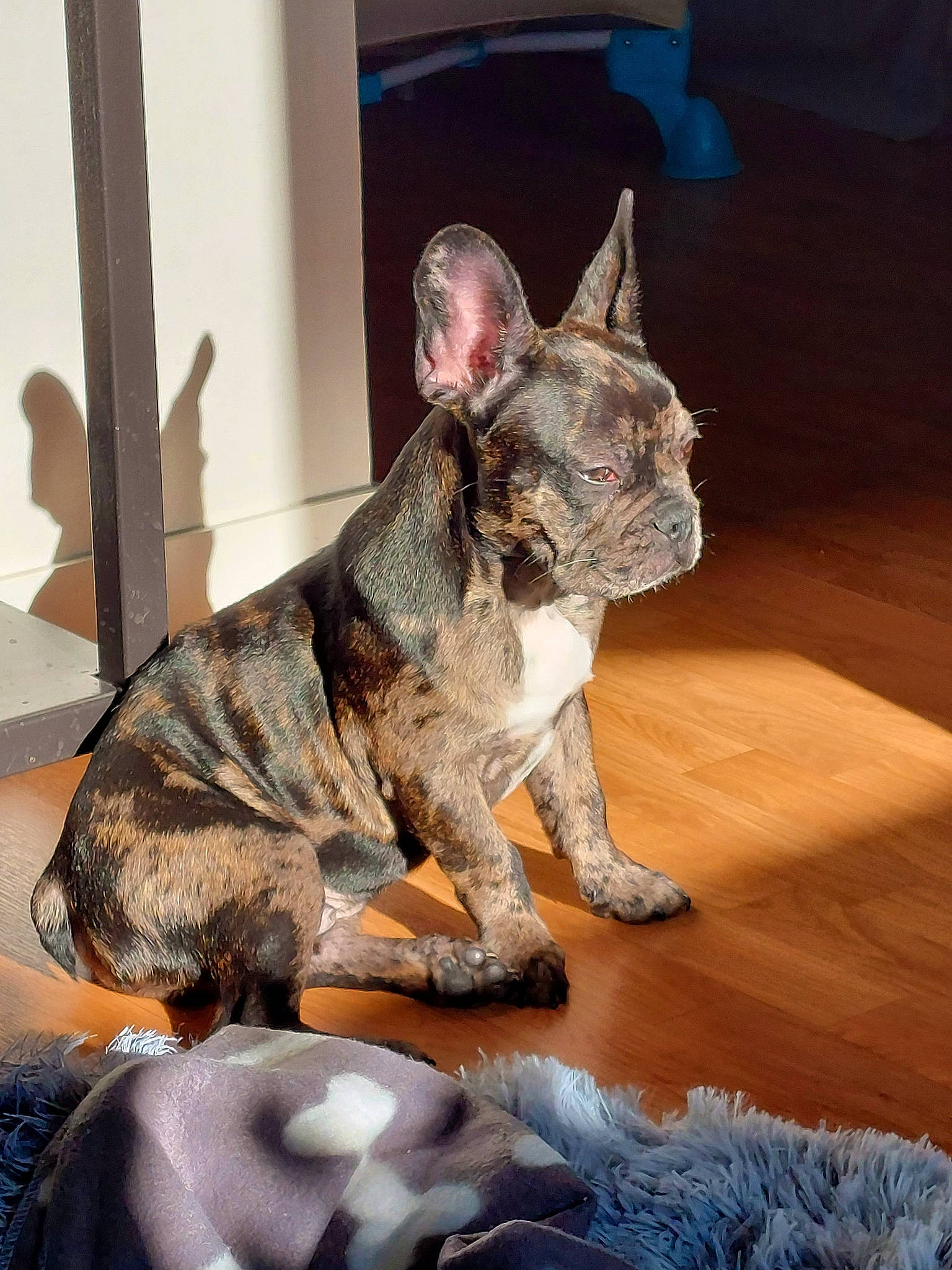 Sky participe au concours pour gagner de l'argent avec cette photo : ancient_dog_breeds, canidae, carnivore, claw, collar, companion_dog, cone, dog, dog_breed, fawn, fur, mexican_hairless_dog, non_sporting_group, snout, sporting_group, tail, terrestrial_animal, whiskers, working_animal, working_dog