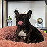 animal, black_dog, comfort, cute, decor, dog, dog_bed, fluffy, french_bulldog, home, indoor, modern_interior, pet, pink, plant, portrait, shelf, tongue_out, white_patch, wood_floor
