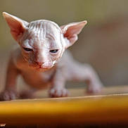 Tyler participe au concours pour gagner de l'argent avec cette photo : animal, blurred_background, cat, close_up, curious, cute, ears, feline, focused, hairless_cat, indoor, kitten, mammal, pet, small, soft_light, sphynx_kitten, wood_surface, wrinkled_skin, young