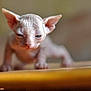 animal, blurred_background, cat, close_up, curious, cute, ears, feline, focused, hairless_cat, indoor, kitten, mammal, pet, small, soft_light, sphynx_kitten, wood_surface, wrinkled_skin, young