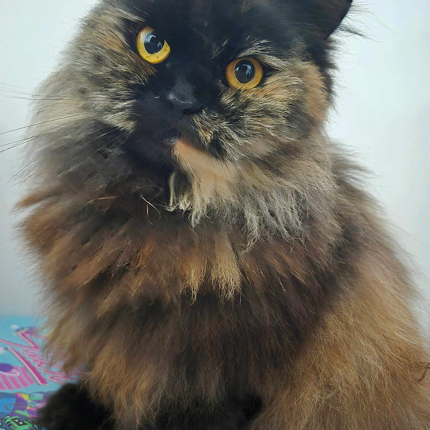 Kat participe au concours pour gagner de l'argent avec cette photo : animal, cat, close_up, curious, cute, domestic_cat, ears, face, feline, fluffy, fur, indoor, paw, pet, portrait, sitting, soft_light, tortoiseshell, whiskers, yellow_eyes