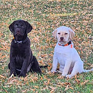 Baya Et Blue a rejoint le concours — aidez-le/la à gagner de superbes lots ! animal, autumn, chocolate_labrador, collar, cute, dog, fallen_leaves, grass, labrador, leaf_litter, mammal, nature, outdoor, pets, playful, puppy, sitting, two_animals, yellow_labrador, young_dog