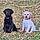 Baya Et Blue