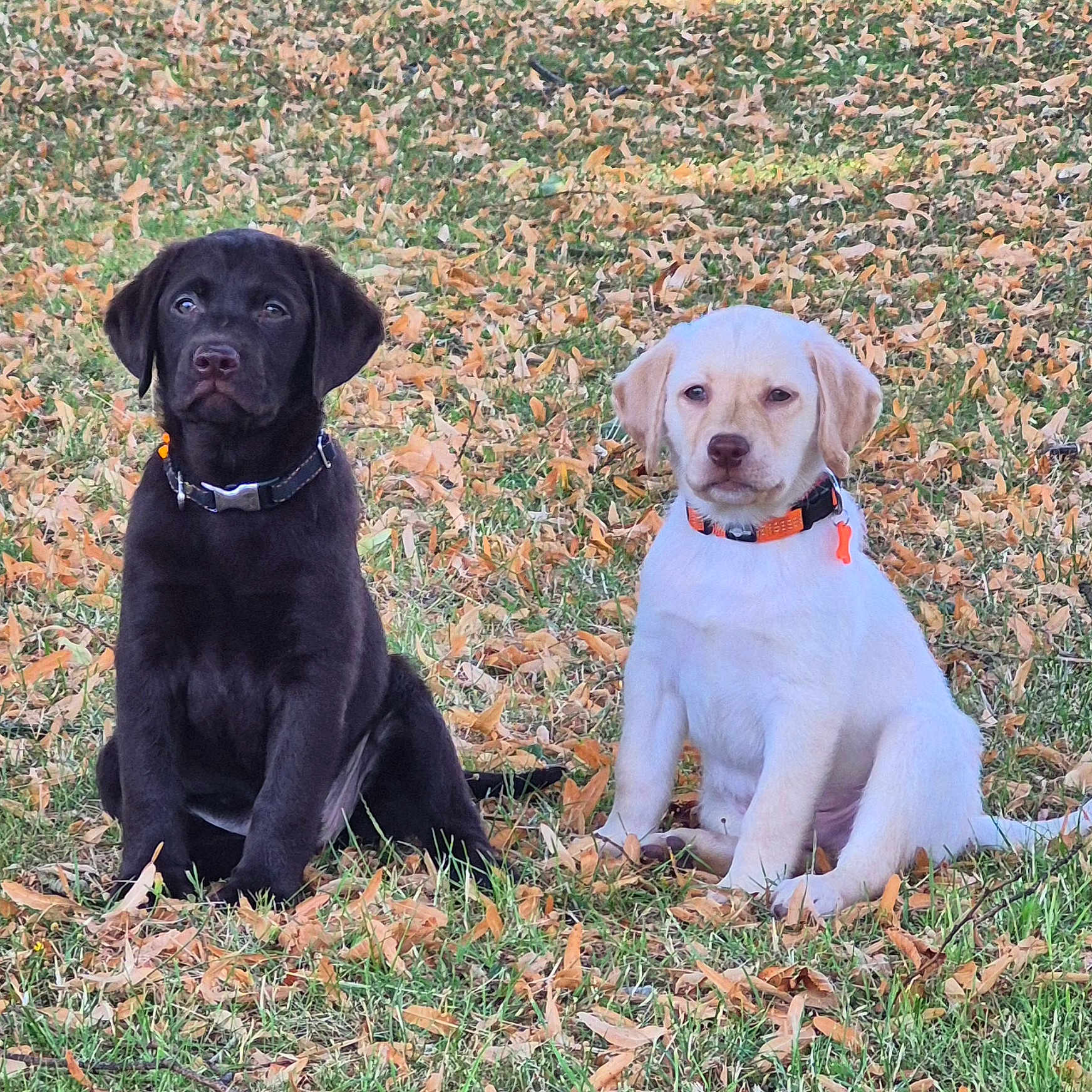 Baya Et Blue
