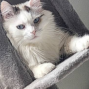 Noe a rejoint le concours — aidez-le/la à gagner de superbes lots ! cat, blue_eyes, fluffy, pet, feline, indoor, cat_tree, gray, curious, whiskers, animal, cute, young_cat, resting, soft_texture, domestic_cat, portrait, looking, close_up, comfortable