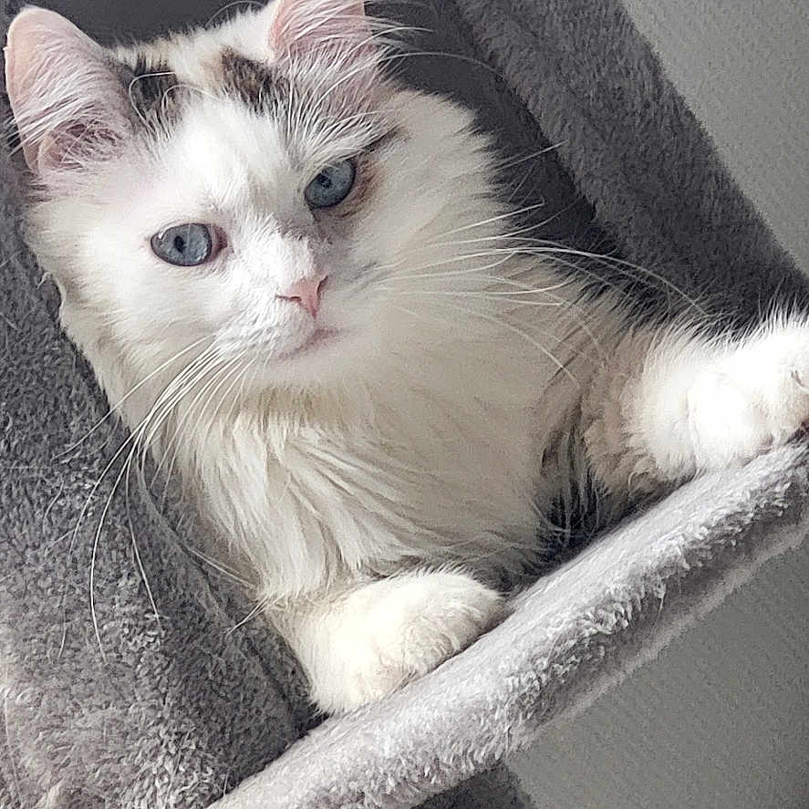 Noe a rejoint le concours — aidez-le/la à gagner de superbes lots ! cat, blue_eyes, fluffy, pet, feline, indoor, cat_tree, gray, curious, whiskers, animal, cute, young_cat, resting, soft_texture, domestic_cat, portrait, looking, close_up, comfortable