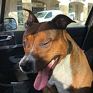 Bella a rejoint le concours — aidez-le/la à gagner de superbes lots ! dog, car, pet, animal, tongue_out, happy, brown_coat, white_chest, sitting, inside, window, vehicle, sunlight, shadow, ears_up, open_mouth, urban, shop, street, daytime