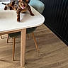 cat, bengal_cat, table, chair, indoor, wooden_floor, black_wall, tongue_out, pet, animal, feline, domestic_cat, looking_at_camera, furniture, flooring, playful, striped, spotted, resting, house