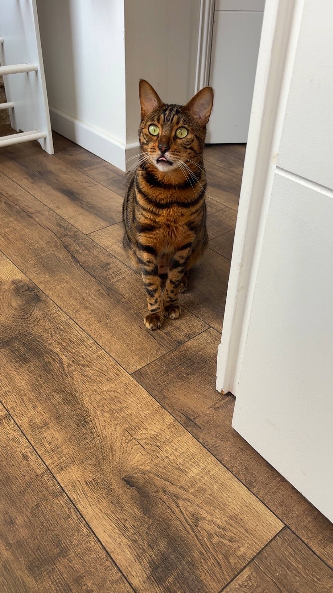 animal, bengal_cat, brown, cat, curious, domestic_cat, door, ears, feline, flooring, green_eyes, home, indoor, looking_up, mouth_open, pet, sitting, striped, whiskers, wooden_floor
