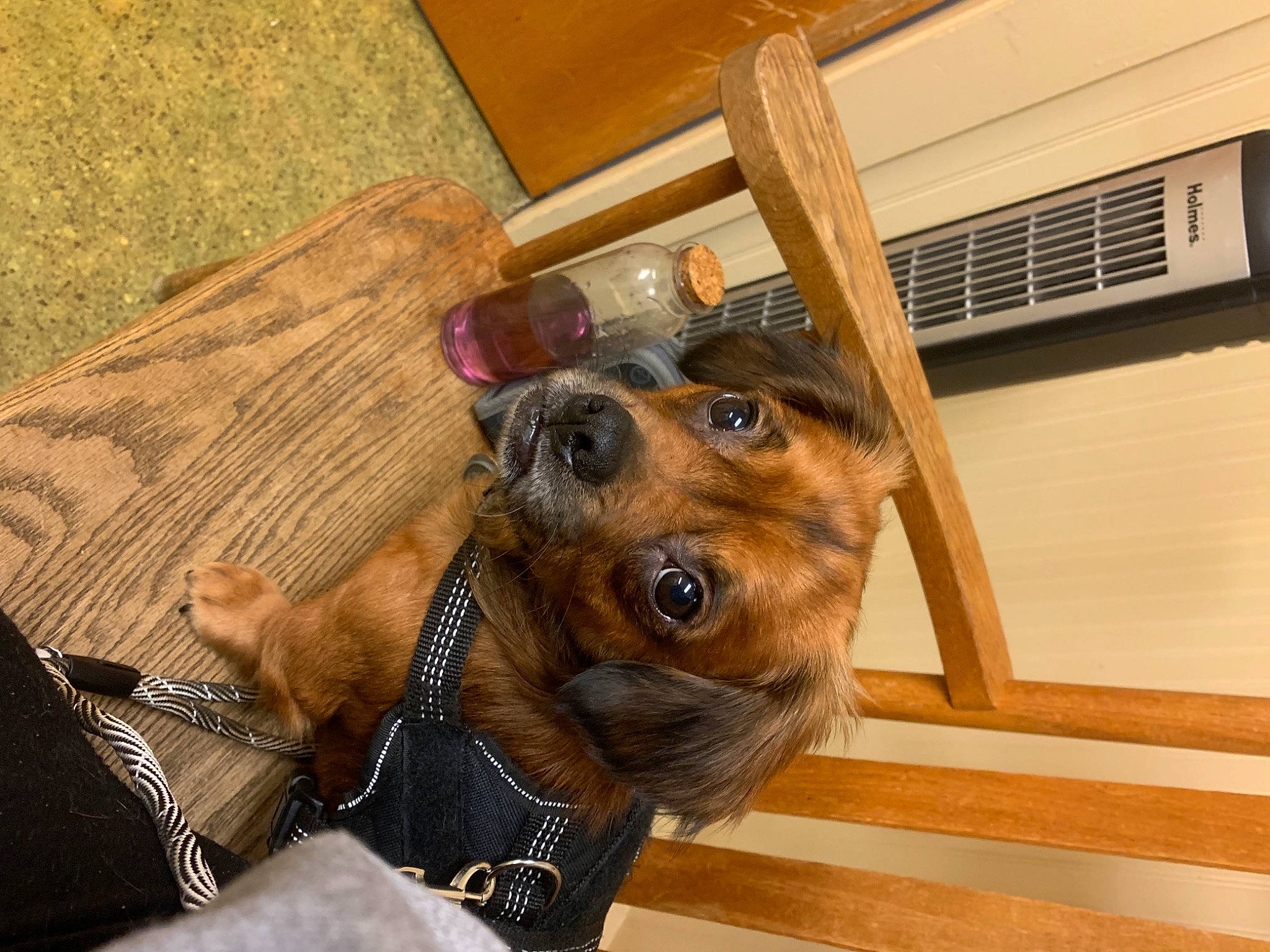 Stark is registered to the contest to win money with this photo: canidae, carnivore, collar, companion_dog, dog, dog_breed, dog_collar, dog_supply, ear, fawn, flooring, fur, hardwood, liver, pet_supply, snout, sporting_group, wood, wood_stain, working_animal