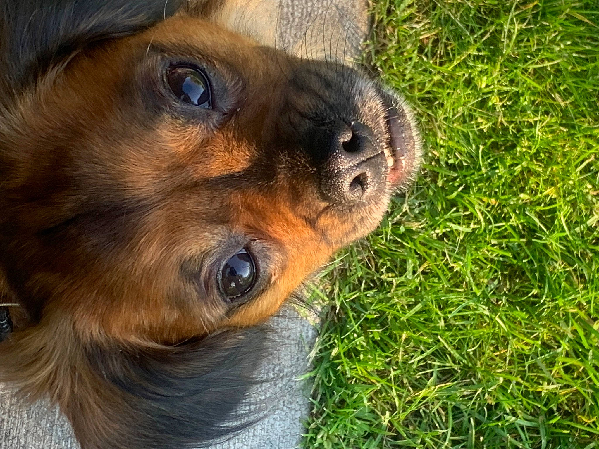 Stark is registered to the contest to win money with this photo: canidae, carnivore, companion_dog, dog, dog_breed, fawn, fur, grass, hunting_dog, liver, plant, puppy, snout, sporting_group, street_dog, terrestrial_animal, whiskers, wildlife, working_animal, working_dog