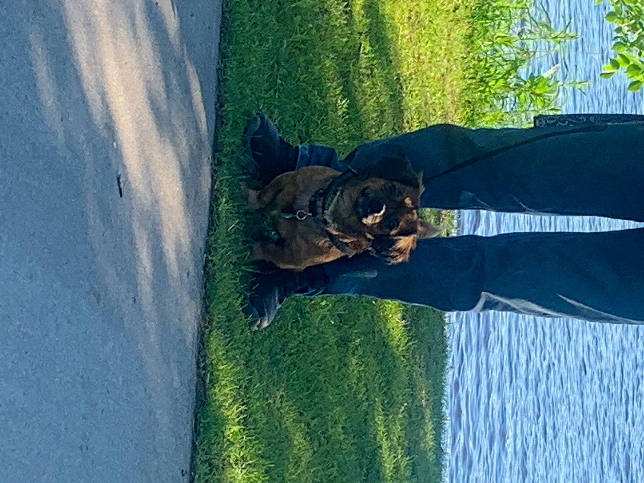 Stark is registered to the contest to win money with this photo: azure, canidae, denim, dog_breed, electric_blue, fun, grass, grass_family, guard_dog, landscape, leisure, plant, reflection, shadow, sporting_group, tail, tints_and_shades, tree, water, wood