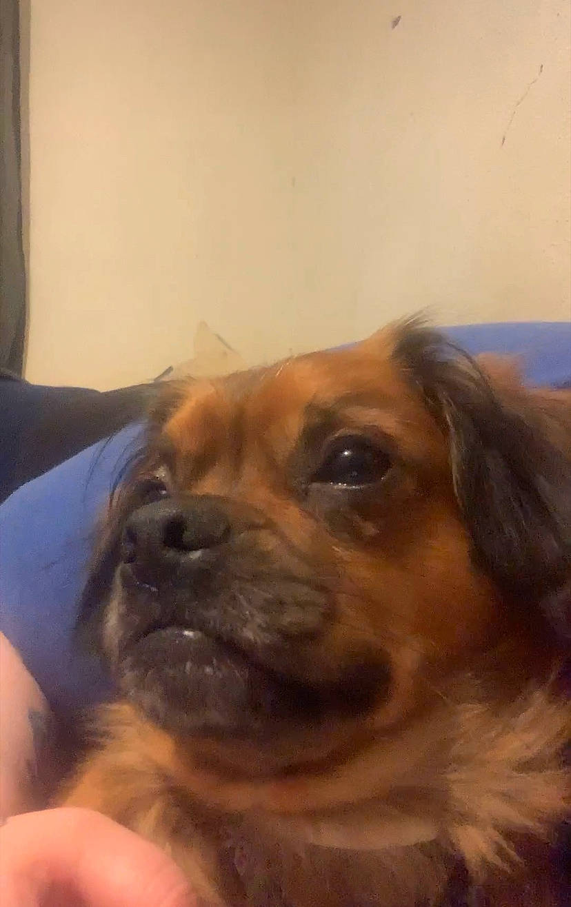 Stark is registered to the contest to win money with this photo: canidae, carnivore, companion_dog, dog, dog_breed, ear, fawn, fur, handwriting, jaw, liver, snout, sporting_group, whiskers, working_animal, wrinkle