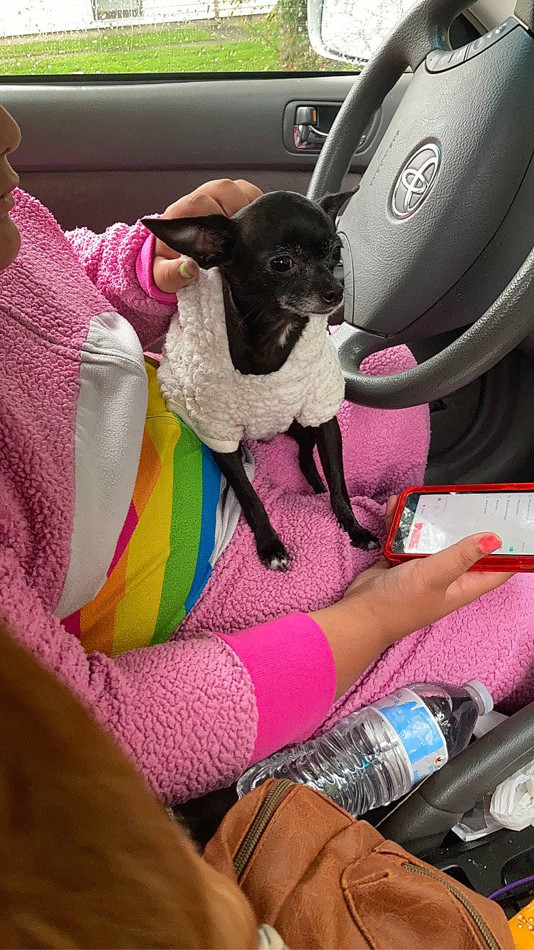 Ebby is registered to the contest to win money with this photo: auto_part, automotive_design, automotive_exterior, car, car_seat, car_seat_cover, carnivore, comfort, companion_dog, dog, dog_breed, fawn, head_restraint, human_leg, motor_vehicle, pink, purple, steering_part, thigh, vehicle_door