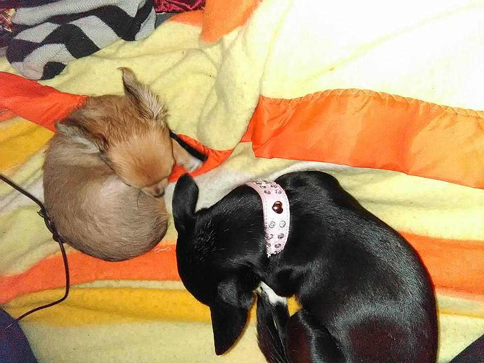 Ebby is registered to the contest to win money with this photo: canidae, carnivore, comfort, companion_dog, dog_breed, fawn, felidae, fur, linens, nap, non_sporting_group, orange, pet_supply, sleep, small_to_medium_sized_cats, snout, sporting_group, tail, terrestrial_animal, working_animal