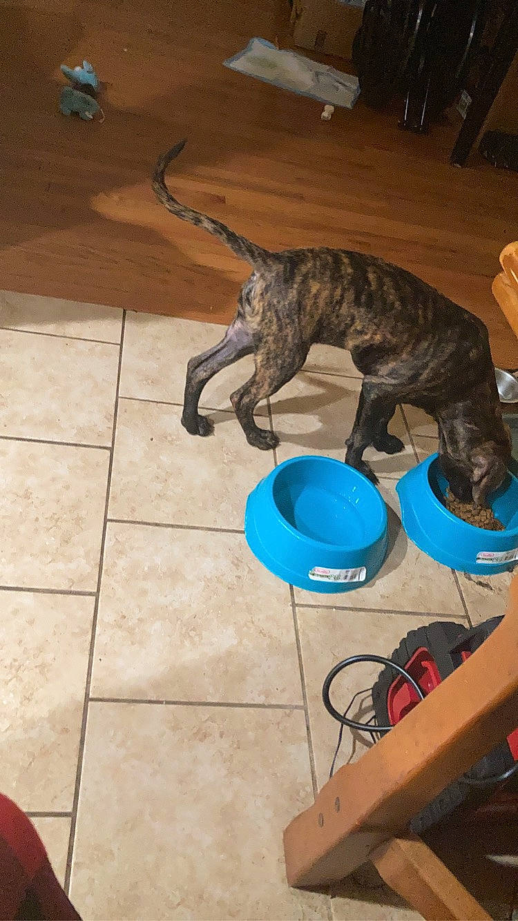 Fang joined the competition — help win amazing prizes! canidae, carnivore, claw, companion_dog, dog, dog_breed, extinction, felidae, flooring, guard_dog, hardwood, small_to_medium_sized_cats, snout, sporting_group, tail, terrestrial_animal, tile_flooring, treeing_tennessee_brindle, whiskers, working_animal