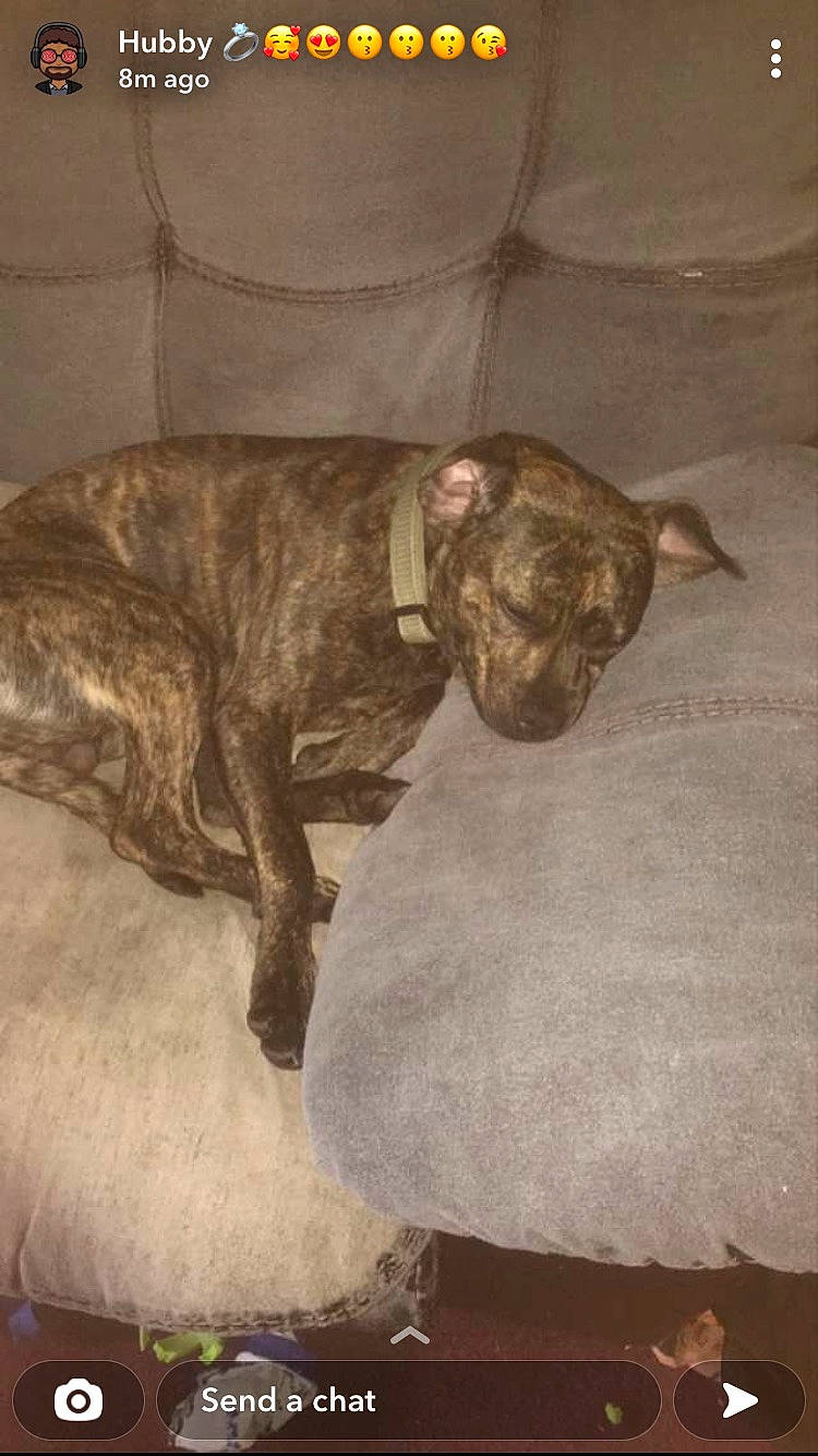 Fang joined the competition — help win amazing prizes! art, canidae, carnivore, comfort, companion_dog, couch, dog, dog_breed, dogo_sardesco, fawn, fur, grey, liver, snout, sporting_group, tail, terrestrial_animal, whiskers, working_animal, wrinkle