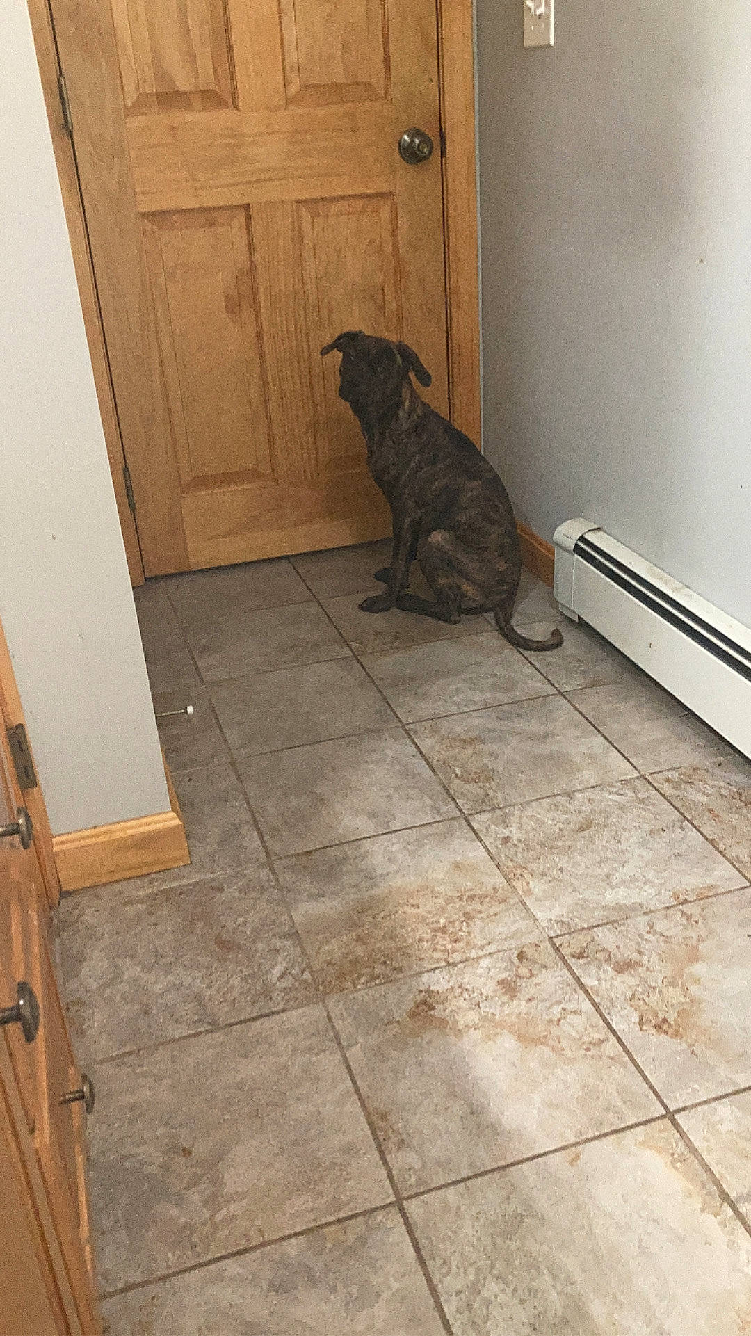 Fang is registered to the contest to win money with this photo: brown, carnivore, companion_dog, dog, dog_breed, door, fawn, floor, flooring, hardwood, home_door, laminate_flooring, snout, sporting_group, tail, tile_flooring, wood, wood_flooring, wood_stain, working_animal