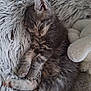 kitten, sleeping, gray_tabby, fur, cozy, blanket, soft_texture, cute, pet, animal, nap, whiskers, paws, fluffy, indoor, resting, adorable, relaxed, young_cat, feline