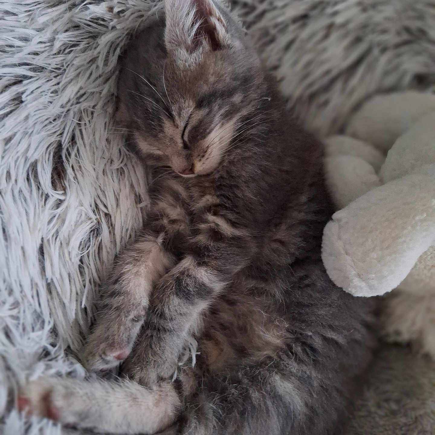 Nala a rejoint le concours — aidez-le/la à gagner de superbes lots ! adorable, animal, blanket, cozy, cute, feline, fluffy, fur, gray_tabby, indoor, kitten, nap, paws, pet, relaxed, resting, sleeping, soft_texture, whiskers, young_cat