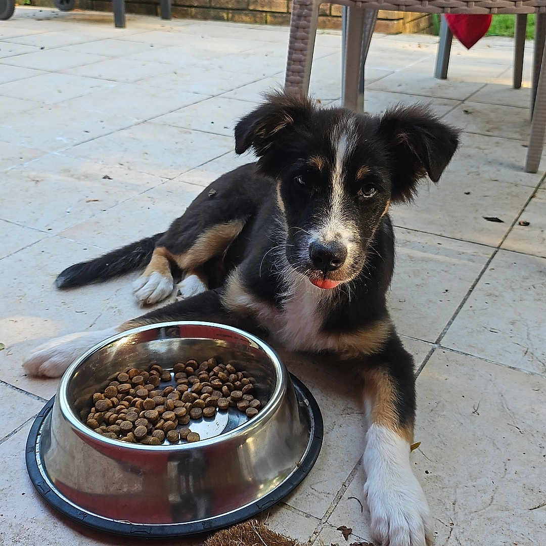 Vito a rejoint le concours — aidez-le/la à gagner de superbes lots ! animal, architecture, building, canine, dog, flagstone, food, hound, house, outdoors, path, pet, plant, pottedplant, produce, puppy, shelter, soil, walkway, wood