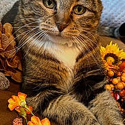 Luna joined the competition — help win amazing prizes! cat, tabby_cat, pet, fur, whiskers, green_eyes, paws, flowers, orange_flowers, sunflower, autumn, cozy, couch, blanket, closeup, portrait, indoor, relaxed, berries, home_decor