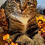 cat, tabby_cat, pet, fur, whiskers, green_eyes, paws, flowers, orange_flowers, sunflower, autumn, cozy, couch, blanket, closeup, portrait, indoor, relaxed, berries, home_decor