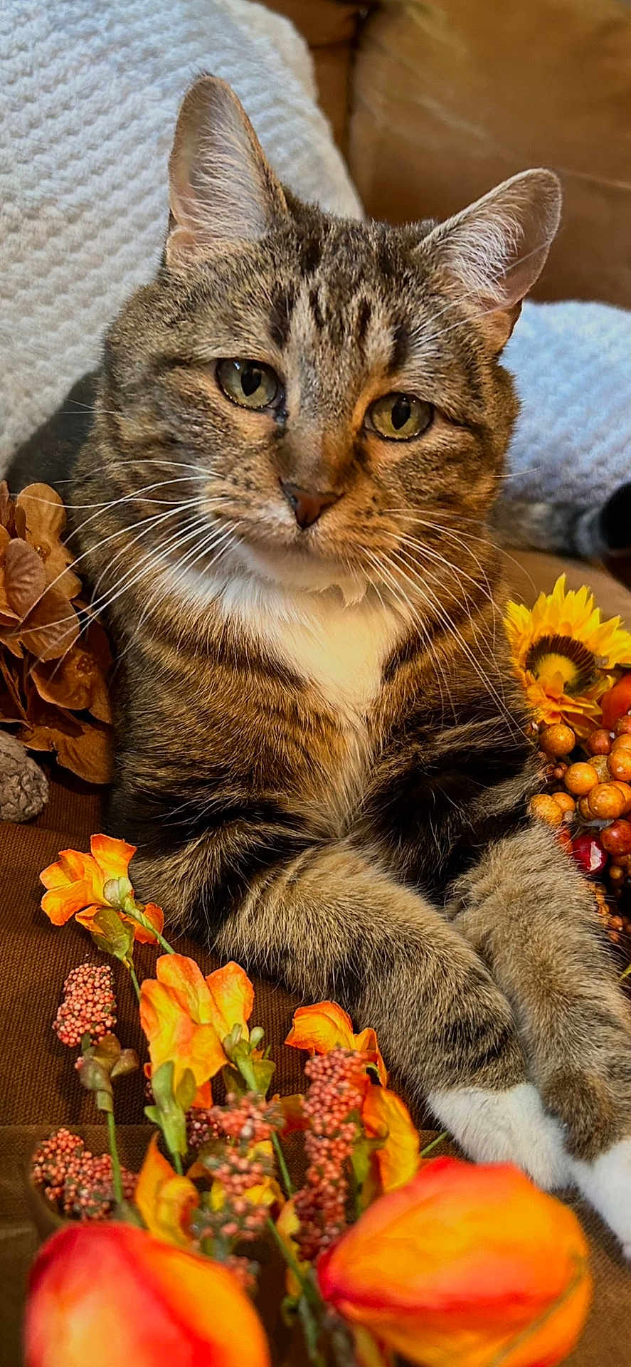Luna joined the competition — help win amazing prizes! cat, tabby_cat, pet, fur, whiskers, green_eyes, paws, flowers, orange_flowers, sunflower, autumn, cozy, couch, blanket, closeup, portrait, indoor, relaxed, berries, home_decor